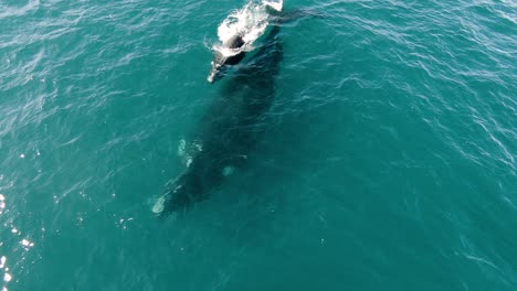 Großer-Wal-Und-Sein-Kalb-Schwimmen-In-Der-Oberfläche---Luftaufnahme-In-Zeitlupe