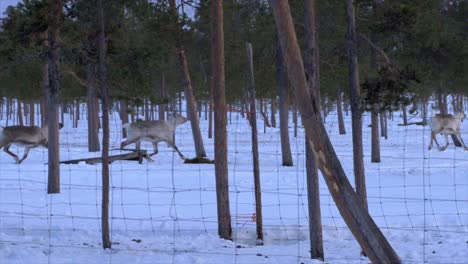 reindeers moving behind a fence on a frozen environment in the arctic polar circle in finland