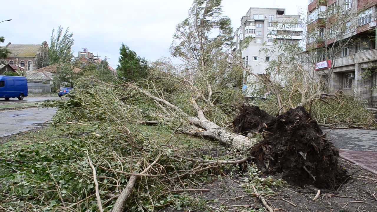 Storm consequences. The yard after a hurricane