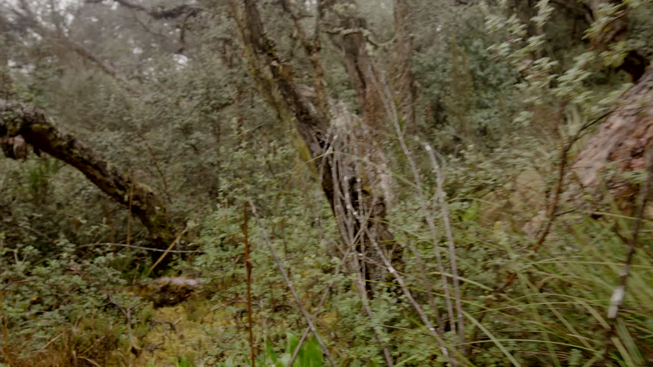 Foresta nebulosa e vegetazione, con steadycam