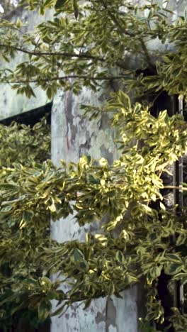 overgrown abandoned building wall