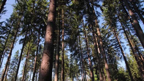 looking up at the trees in a forest with a blue sk 4k 2025 08 04 23 31 36 utc.mov | adventure, backgrounds, beauty in nature, between