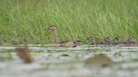 los padres del pato silbador menor y los lindos patitos nadan a través de la vegetación flotante en el pantano