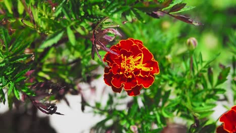 Ringelblumen-Haben-Eine-Schöne-Leuchtend-Orange-Farbe,-Die-Ihren-Garten-Erhellen-Wird