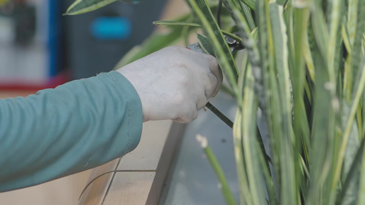 Pruning Indoor Plants