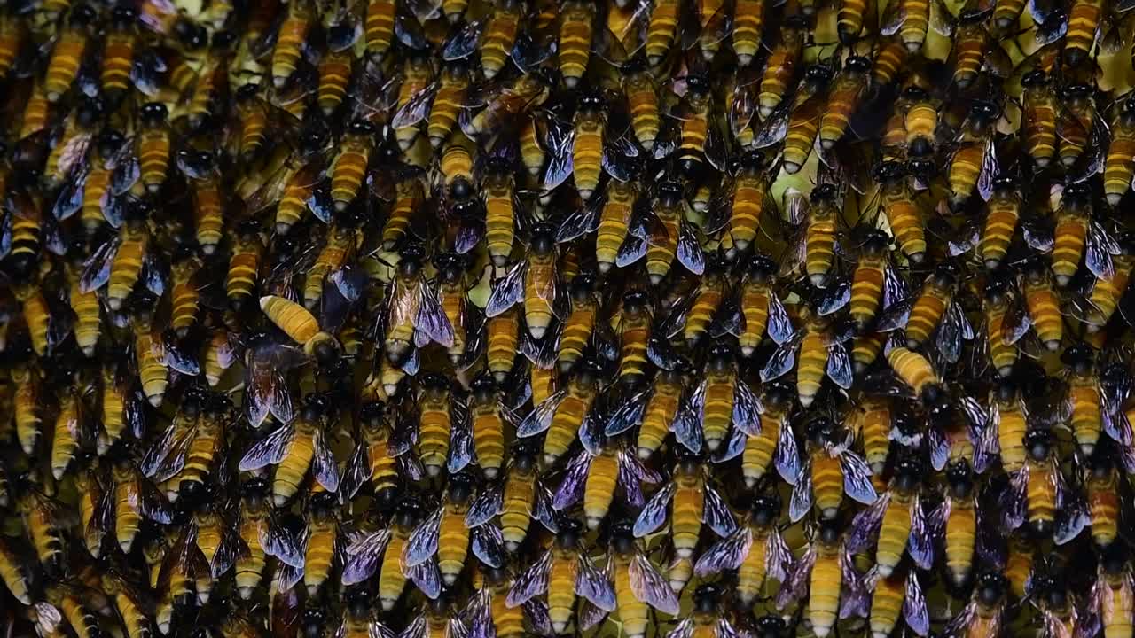 se sabe que las abejas melíferas gigantes construyen grandes colonias de nidos con bolsillos simétricos hechos de cera para almacenar miel como fuente de alimento.