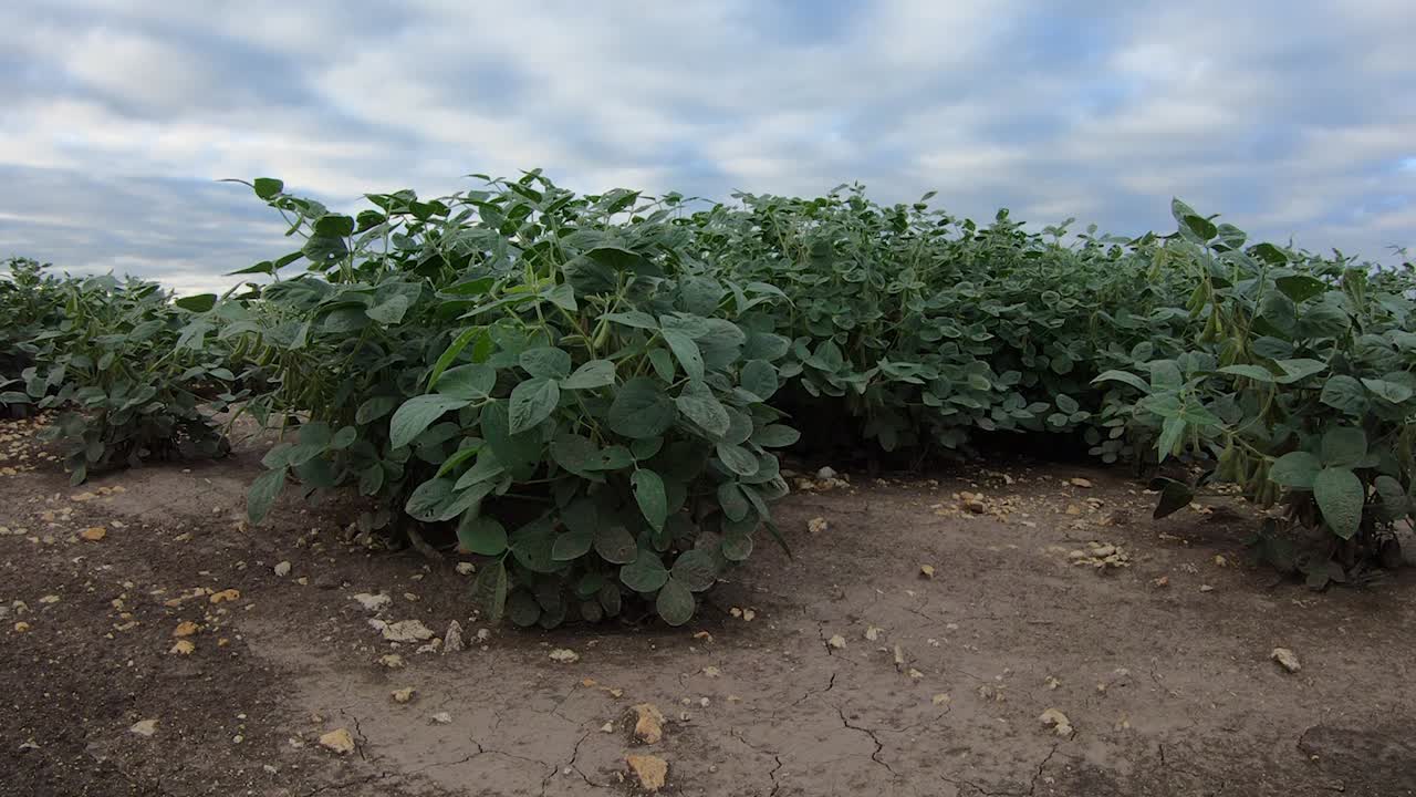 plantas de soja en el campo cultivado susurrando en la brisa en un día nublado en la zona rural de nebraska, ee.uu.