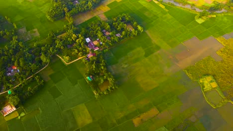 aerial view of agricultural paddy field in rural bangladesh