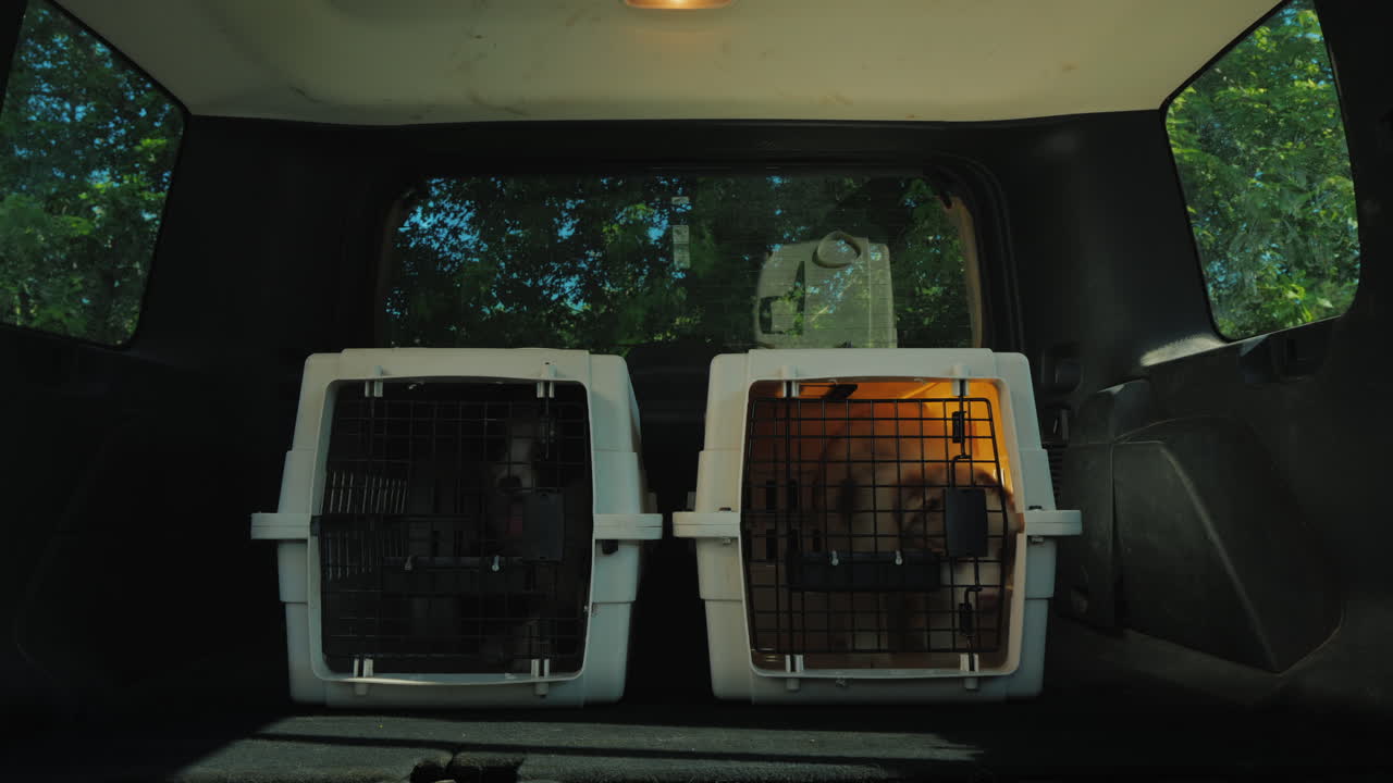Bir Kadın Yavru Köpek Kafesini Araba Bagajına Yüklüyor. Barınaktan Köpek Edinme Konsepti