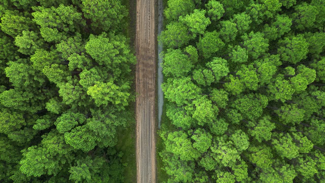 Vista aerea che si affaccia su una vecchia strada forestale che attraversa una piantagione di pini