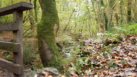 Wooden-bridge-crossing-next-to-natural-flowing-stream-in-Autumn-forest-woodland-wilderness