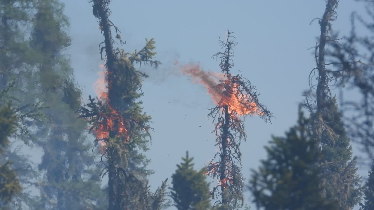 Alberi di una foresta in fiamme in condizioni ventose, ripresa ravvicinata