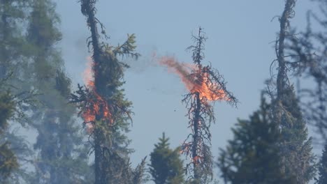 árboles-Forestales-En-Llamas-En-Condiciones-De-Viento,-Tiro-Ampliado