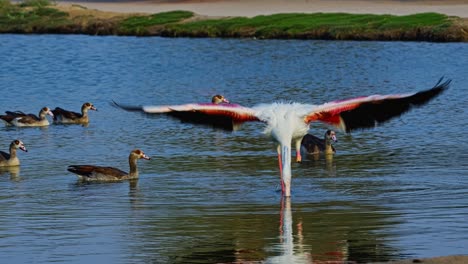 Fascinante-Y-Elegante-Pájaro-Flamenco-Rodeado-De-Vida-Salvaje-De-Patos-Aviares