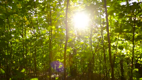 sliding shot of sun rays shining through tree branches, slightly moving in the wind