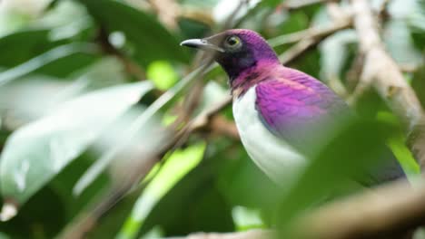 close up shot of pink and purple male violet-backed starling looking around