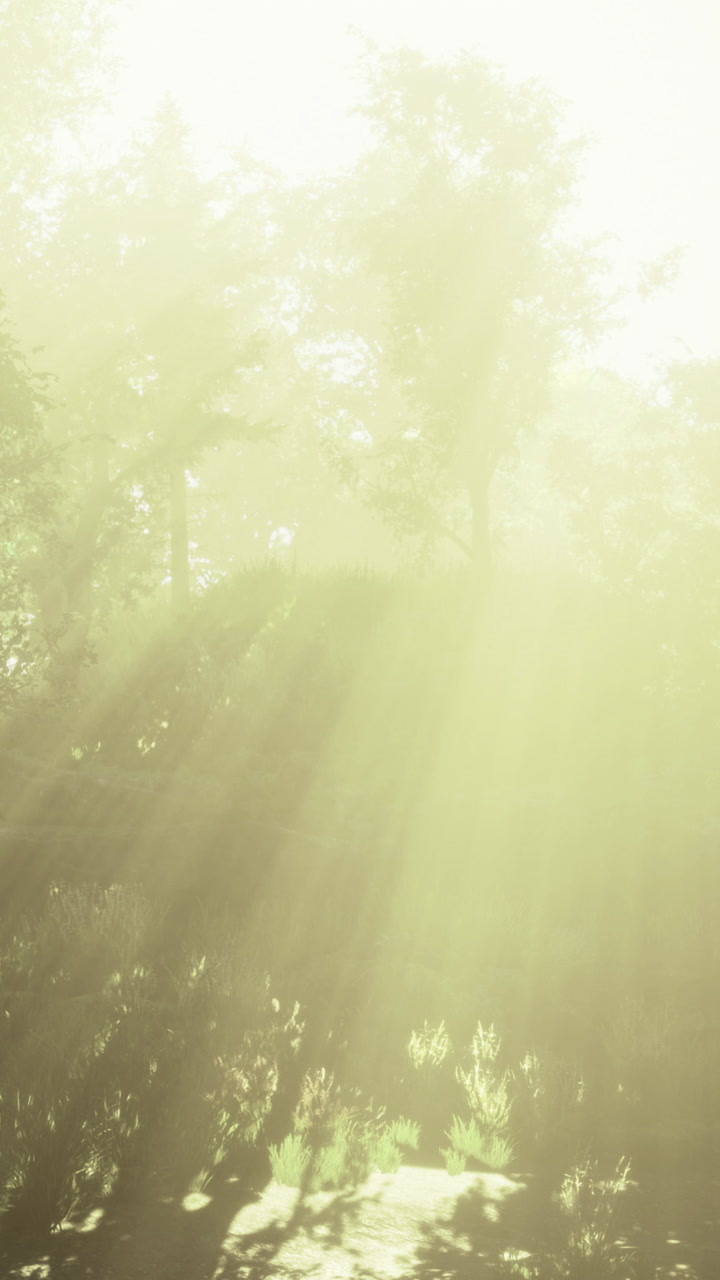 Golden sunlight filters through lush greenery in a serene forest clearing