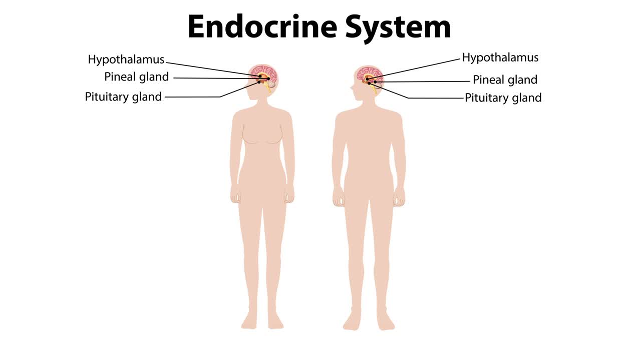 Illustration of endocrine glands in male and female bodies