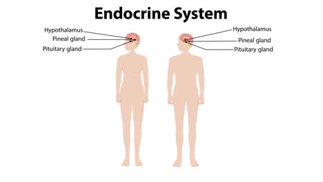 illustration of endocrine glands in male and female bodies