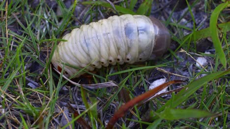 vídeo macro estático de un gran gusano larva en las bahamas