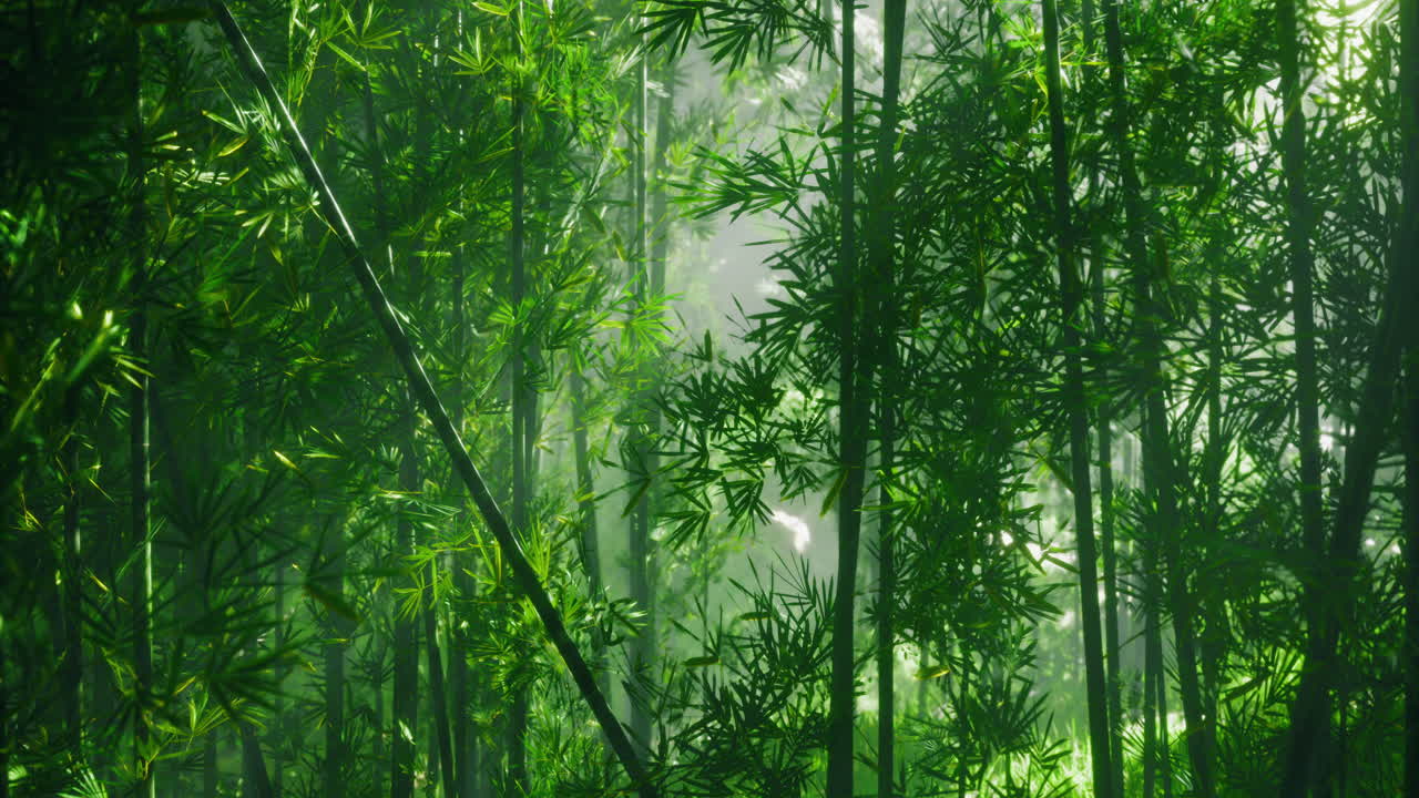 Lush green bamboo forest illuminated by soft natural light in morning
