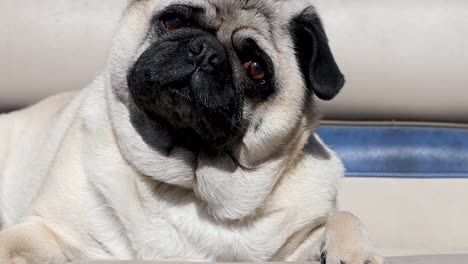 Pug-dog-called-while-laying-on-bench-seat-outside-tilts-head-side-to-side