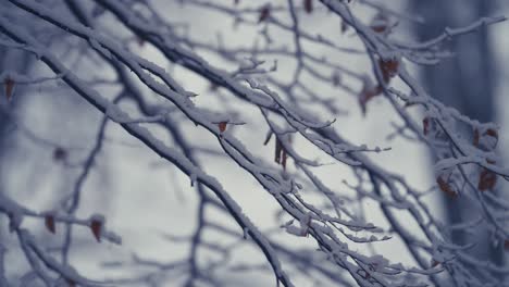 第一片轻微的雪在薄薄的树枝上 仍然覆盖着干燥的秋叶