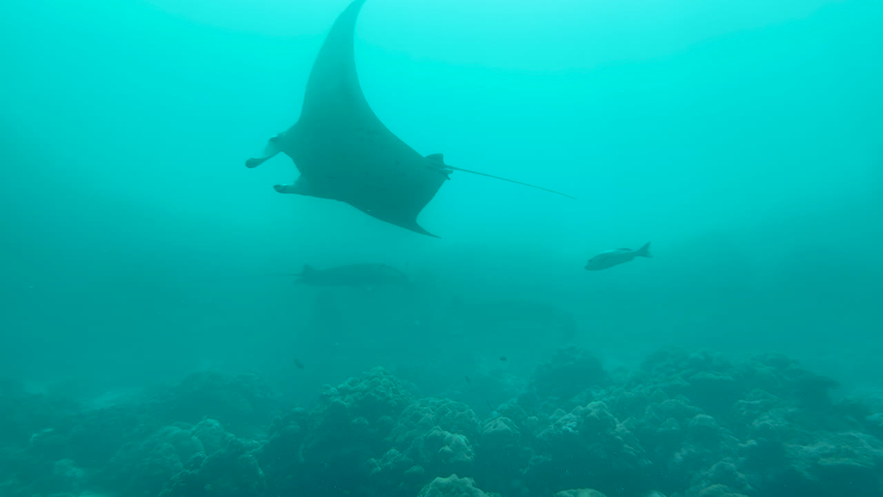 la raya manta del arrecife flota sobre el arrecife de coral, dos mantas más en el fondo.