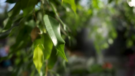 primer plano de las hojas verdes