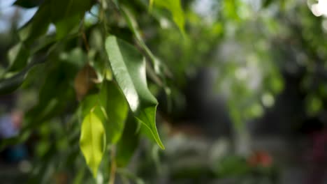 close-up of green leaves