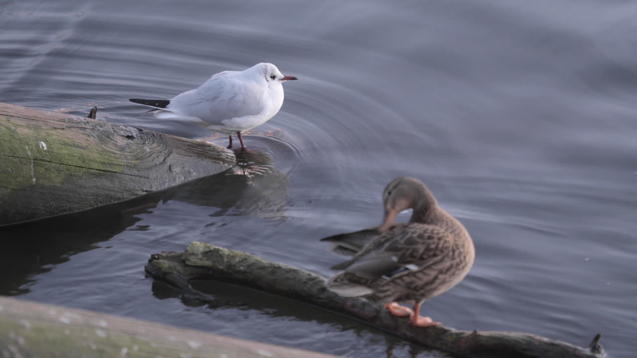 Möwe und Enten ruhen am Ufer der Moldau, Prag, Tschechien