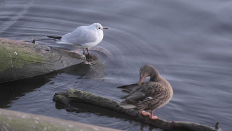 Gull-and-ducks-resting-on-the-edge-of-Vltava-river,-Prague,-Czechia