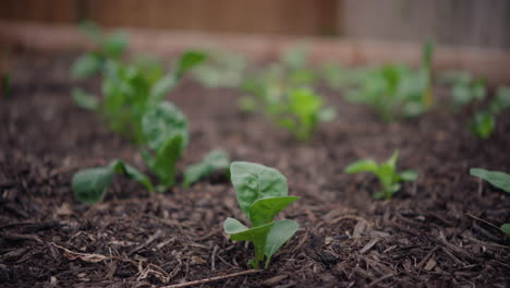 Handheld-Nahaufnahme-Von-Babysalat,-Der-Im-Garten-Aus-Der-Erde-Wächst