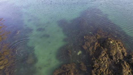 Disparo-De-Un-Dron-De-Una-Foca-Común-Adulta-Saltando-De-Unas-Rocas-Al-Agua-Para-Nadar