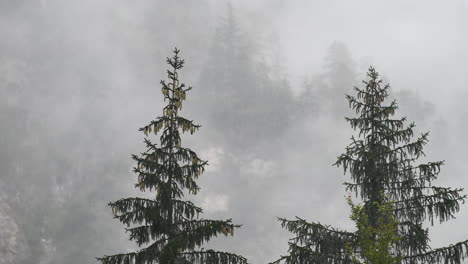 día lluvioso en el valle alpino con nubes bajas, logarska dolina, eslovenia, nubes y niebla moviéndose lentamente detrás de los árboles, clima montañoso impredecible, peligro para los excursionistas y escaladores, 4k
