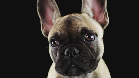 studio portrait of french bulldog puppy against black background