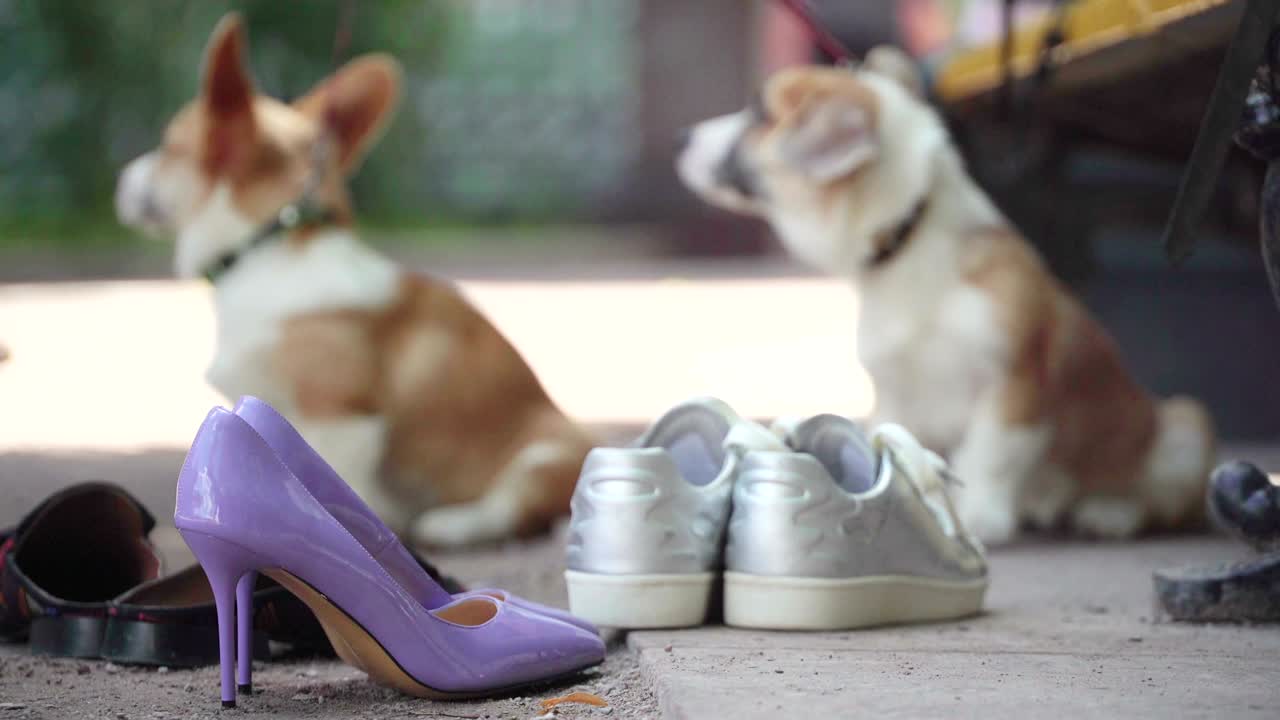 웨일즈 코르기 (welsh corgi) 는 여성 모델의 배경 신발에 패션 촬영을합니다. 스타일은 미미미입니다. 강아지의 귀는 아직 서 있지 않습니다. 개의 해. 올해의 상징. 중국 달력. 크리스마스 축하와 새해 축하. 낮은 각도 뷰.