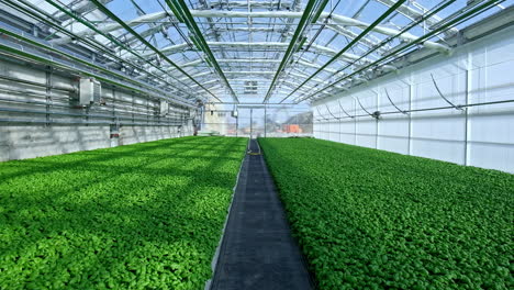 dolly shot inside big greenhouse used for cultivating organic basil plants