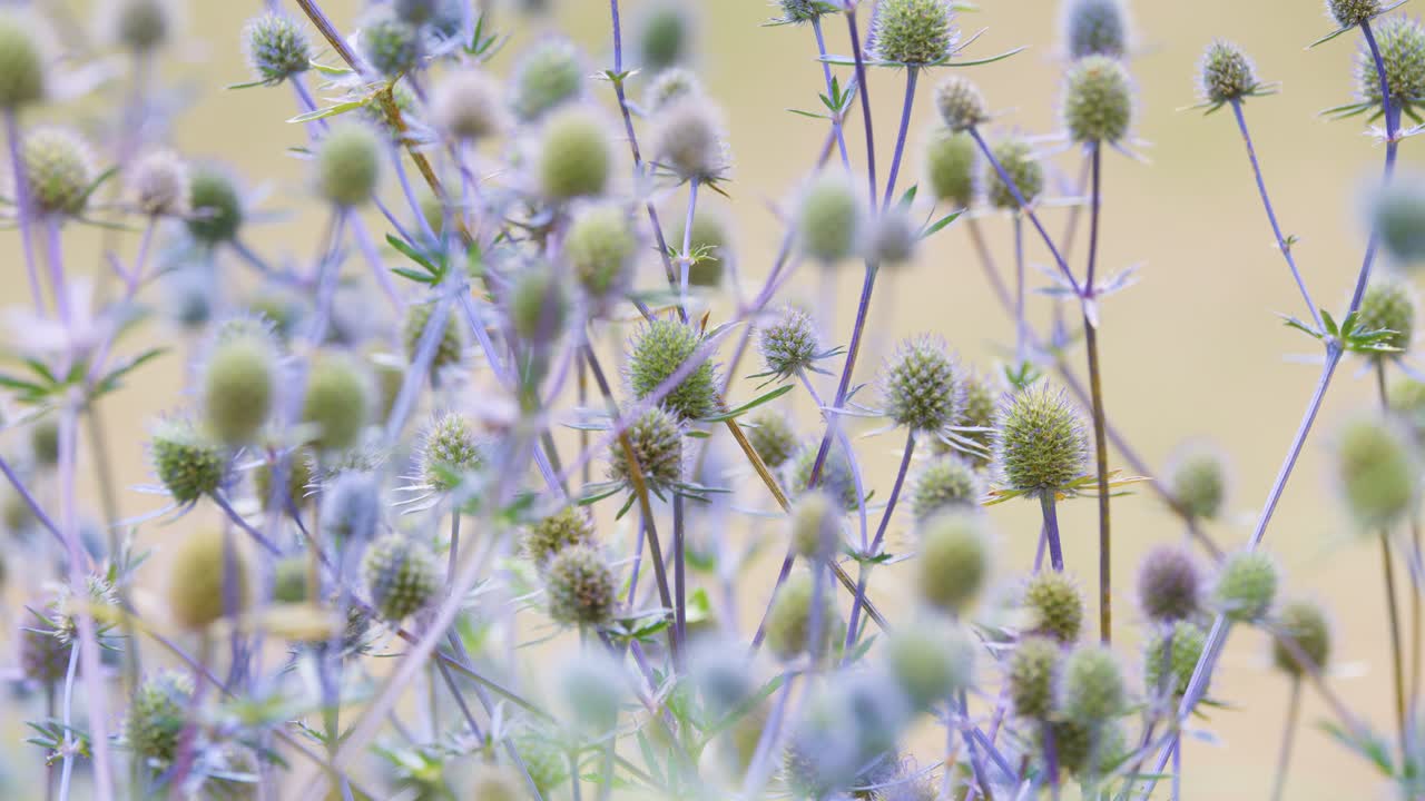 Soft-focus camera movement glides through a cluster of lavender thistle flowers in a sunlit garden, highlighting delicate textures and pastel tones