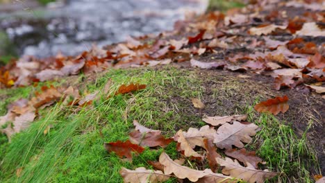 tranquil winter woodland with a slow stream, golden oak trees, and fallen leaves, offering a peaceful and relaxing scene