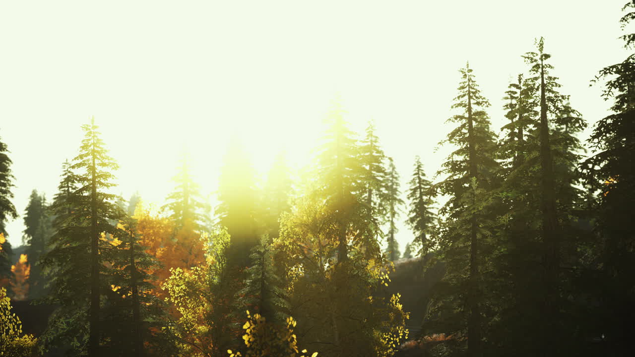 해가 지는 산의 배경에 안개에 스프루스 숲에서  ⁇ 빛