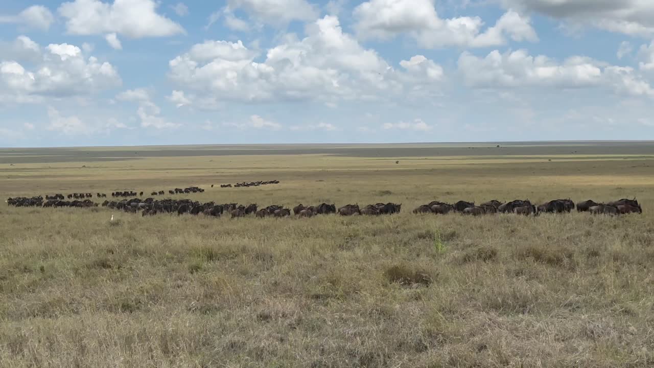 탄자니아의 세렌게티 국립공원에서 큰 이동 기간 동안 파란  (connochaetes taurinus) 의 무리.
