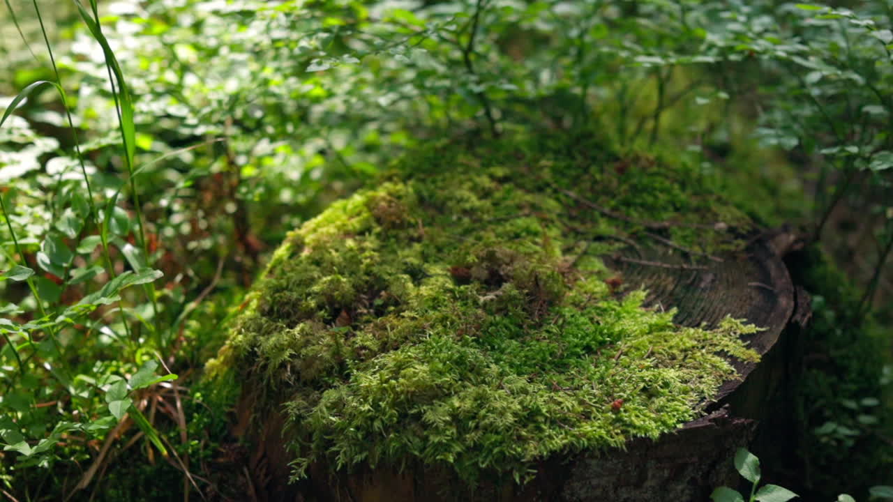Tree stump covered with green moss. Grassy lawn and sunset light shine through grove. Forest background.