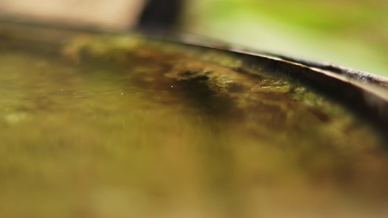 Close up of algae on the surface of a puddle of water in a metal container