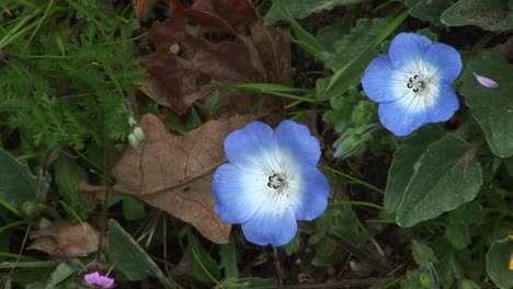 closeup of beautiful blue flowers blooming on a forest floor