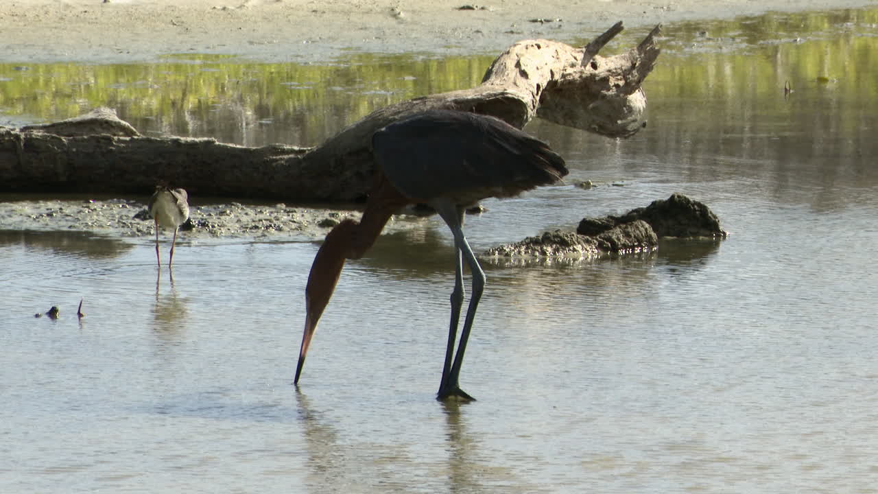 краснощекая цапля темная фаза, в пруду ловит рыбу, каррибские острова, бонэйр