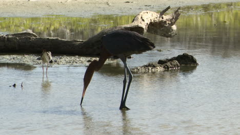 reddish egret dark phase, in pond catching fish, carribean, bonaire