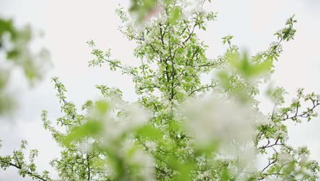 almond tree blooms swaying in garden wind