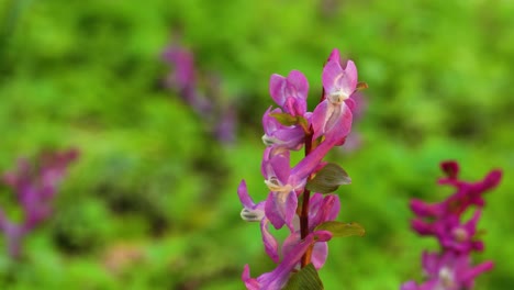 close up of fancy pink flowers of hollow root