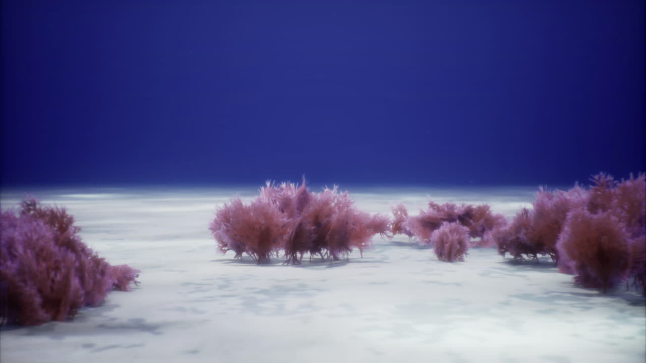 Vibrant underwater world rich with coral and ocean life